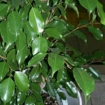How to Grow and Care for a Ficus Tree