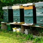 Essential Equipment You Need for Your Apiary