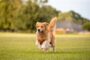 <strong>Probiotics for Dogs for a Healthier Gut</strong>