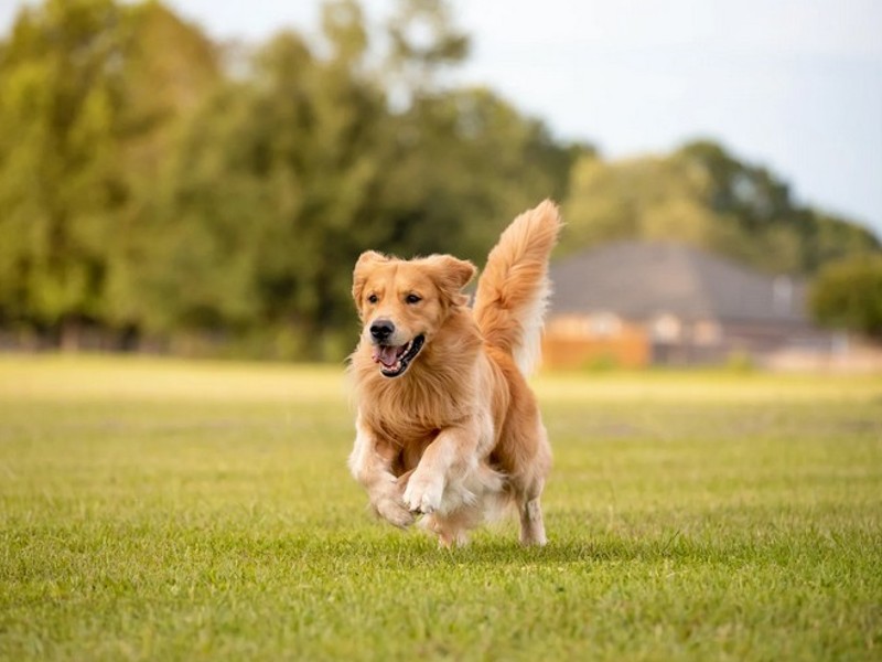 Probiotics for Dogs for a Healthier Gut