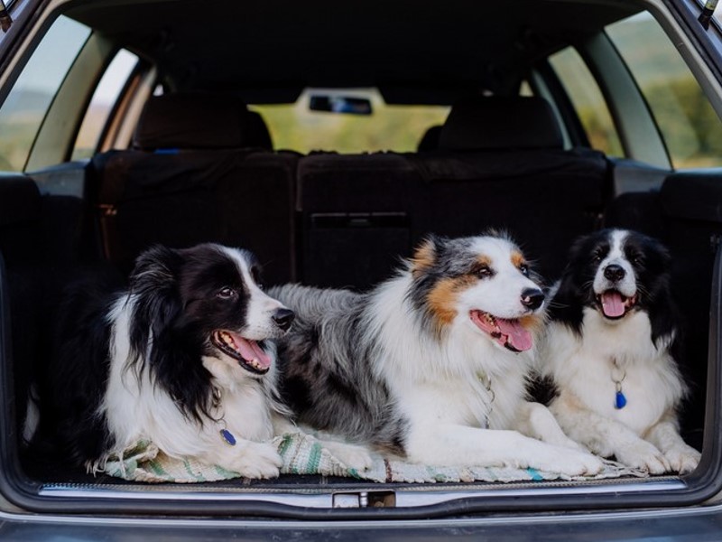 Boot Tray for Car for Safe and Fun Road Trips