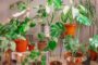 <strong>Plants for your Home but with Suitable Containers</strong>