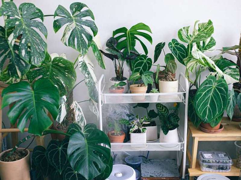 indoor plant pots for healthy plants